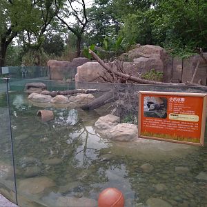 Asian Short-clawed Otter Exhibit