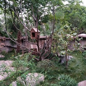 Masked Palm Civet Exhibit