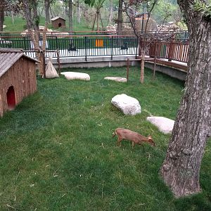 Muntjac Paddock