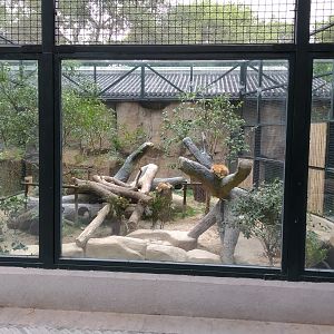 Red Fox Exhibit