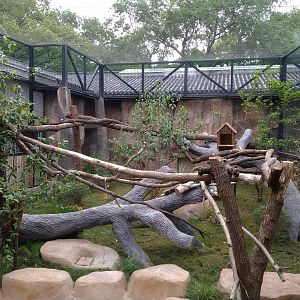 Leopard Cat Exhibit