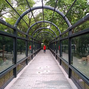 South Chinese Tiger Walkway