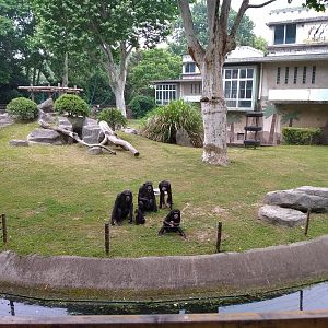 Chimpanzee Exhibit