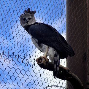Harpy eagle