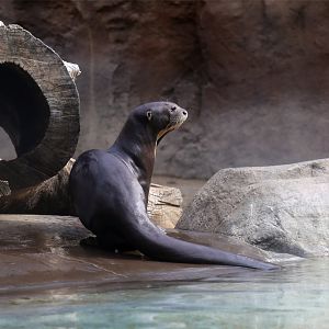 Giant otter