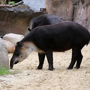 Baird's tapir