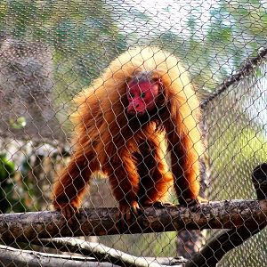Daisy the bald uakari (Cacajao calvus)
