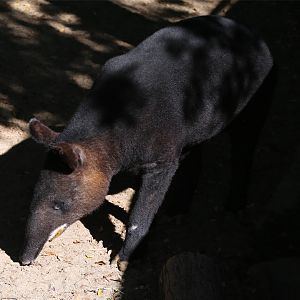 Mountain tapir (Tapirus pinchaque)