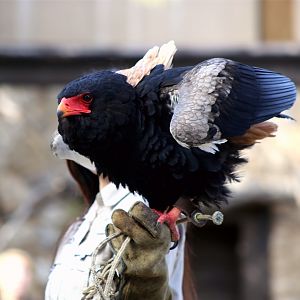 Bateleur
