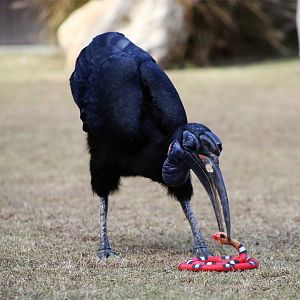 Abyssinian ground hornbill attacking a fake snake