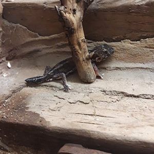 Somali-Masai clawed gecko (Holodactylus africanus)