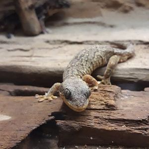 African banded velvet gecko (Homopholis fasciata)