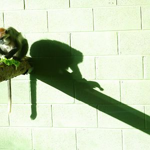 Cherry-crowned mangabey, January 2020