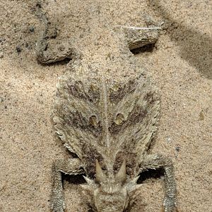 Texas horned lizard (Phrynosoma cornutum)