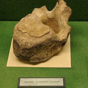 Extinct proboscidean vertebrae