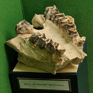 Extinct Rhinoceratid maxilla