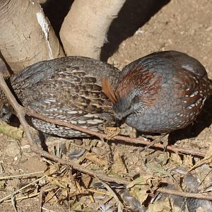 Benson's Quail