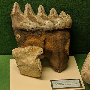 Mammut sp. molar