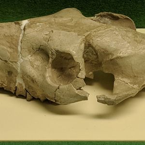 Oreodont skull
