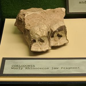 Wooly rhinoceros (Coelodonta sp.) jaw fragment
