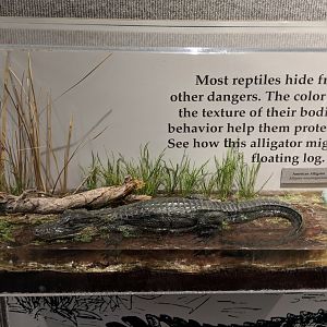 Juvenile American alligator (Alligator mississippiensis)