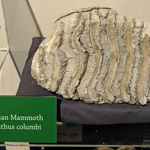 Columbian mammoth (Mammuthus columbi) molar