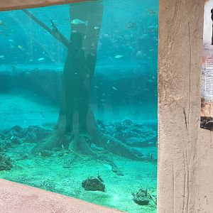 Underwater-viewing Crocodiles