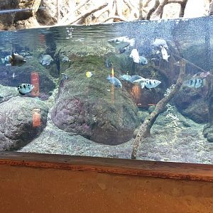 Brackish water aquarium