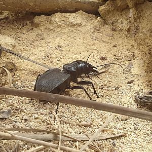 Kalahari tiger-beetle - Manticora scabra