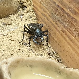Kalahari tiger-beetle - Manticora scabra