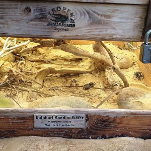 Enclosure Kalahari tiger-beetle