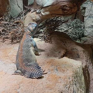 Oman spiny-tailed lizard