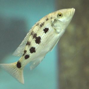 Fossorochromis rostratus