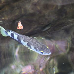 Archerfish