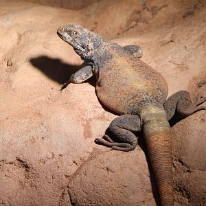 Chuckwalla