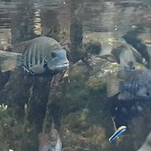 Green chromides - Etroplus suratensis