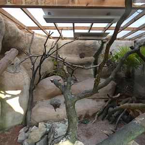 Rock Hyrax and Dwarf Mongoose Indoors