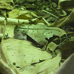 Gaboon Viper