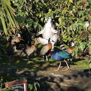 Ring-tailed Lemur, Purple Swamphen and White-faced Whistling Duck