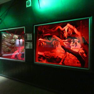 Straw-coloured & Hammerhead Bat enclosure