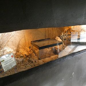 Desertas Wolf Spider enclosure