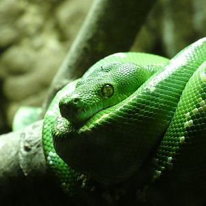 Green Tree Python