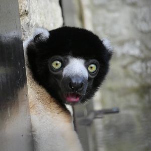 Crowned Sifaka