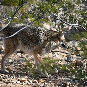 coyote stalking wild fox