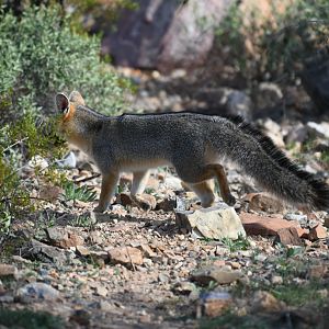 wild fox in coyote exhibit
