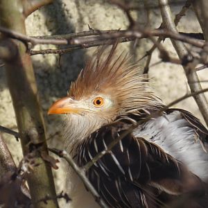Guira Cuckoo