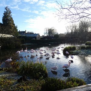 Greater Flamingo on a winters morning