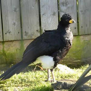 Bare-faced Curassow