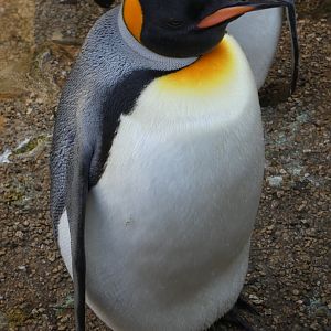 King Penguin