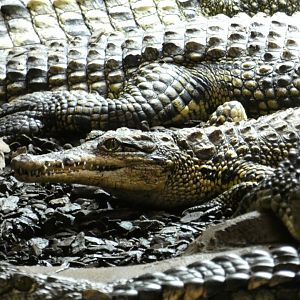 South African Nile Crocodile